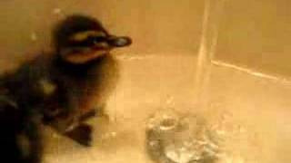 Ducklings First Bath Sully Teaches the water a lesson [upl. by Gosselin670]