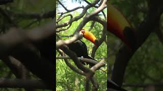 Toco Toucan l Birds l Toucan [upl. by Uile]