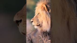 The roar of the Kgalagadi lion【animals africa botswana nature relax father kalahari】 [upl. by Cerell]