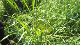 How To Remove Weeds And Grasses From Your Soil The Old Way [upl. by Neret555]