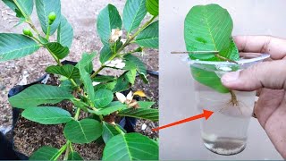 How to grow Guava Tree by leaves  Best Rooting Hormone Water  Garlic [upl. by Furlani]