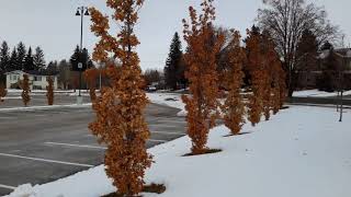 More Upright English Oak  Quercus robur [upl. by Berard992]