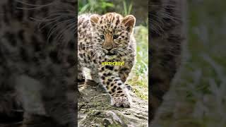 Amur leopard [upl. by Hayyikaz730]