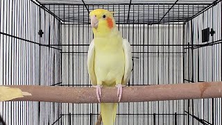 Male Cockatiel Singing Sounds  Cockatiel Calls  Cockatiel Whistling [upl. by Neeka]