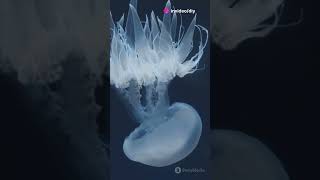 🚨These Jellyfish can Fuse to Become One‼️ [upl. by Culver]