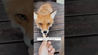 animals foxlife fox wildlife cute wildfox rescue wildfoxes animalshorts [upl. by Isabelle969]