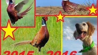 chasse de 3 faisans sauvage avec setter anglais 2015 2016 [upl. by Etnohs]