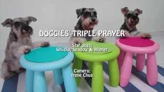 Funny SYNCHRONIZED TRIPLE Dog Tricks Say your Prayer [upl. by Manno802]