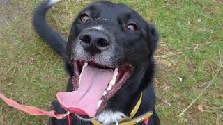 Maisie  Lab x Collie  4 Weeks Residential Dog Training [upl. by Johst]