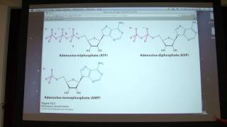 20 Kevin Aherns Biochemistry  Energy amp Metabolic Cont [upl. by Skier]