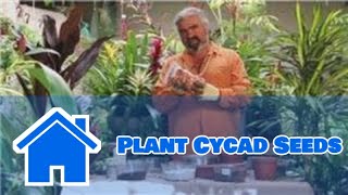 Gardening Help  How to Plant Cycad Seeds [upl. by Moynahan]