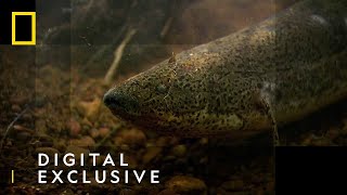 The African Lungfish  National Geographic UK [upl. by Yelhsa]