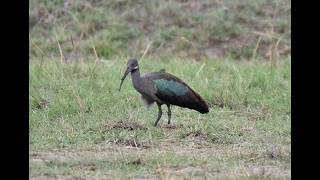 Hadada Ibis feeding  Masai Mara wildlife wildlifephotography masaimaranationalpark masaimara [upl. by Simons]