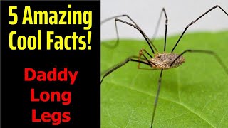 5 Fascinating Facts About Daddy Long Legs [upl. by Newob]