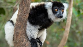 Natura lemura  Madagaskar 2023 [upl. by Noli]