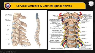 Cervical Vertebrae and Cervical Spinal Nerves [upl. by Anelliw959]