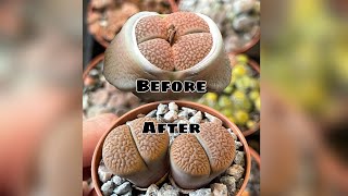 Lithops 2 years growth  before and after  cactus and succulent collection shorts [upl. by Eiwoh]