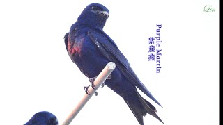 Purple Martin [upl. by Janiuszck]