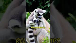 Did you know that Ringtailed Lemur shorts [upl. by Stonwin491]