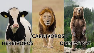 Descubre a los Carnívoros Herbívoros y Omnívoros [upl. by Whetstone699]