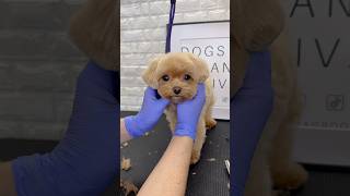 Maltipoo face grooming puppy dog doggroomingforbeginners [upl. by Rekrap6]