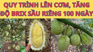 KTSR Chăm Sóc Sầu Riêng Giai Đoạn 100 Ngày Tuổi Quy Trình Lên Cơm Tăng Độ Ngọt [upl. by Bussey]