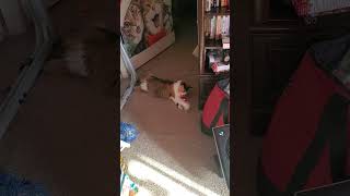 Mimicat around rosy cuteanimal cutecat funnyanimals kitty catvideos catlover cat catcat [upl. by Aronoh]