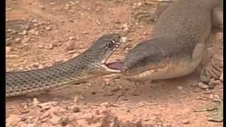 Dans le sud marocain Il fait chaud Animaux du désert Reptiles et Cobras [upl. by Muscolo]