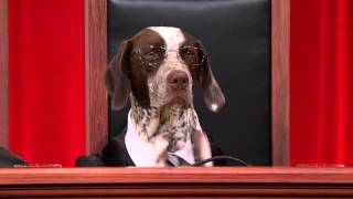 Dog Supreme Court Debates Human Sacrifice puppyjustice realanimalsfakepaws [upl. by Ttekcirc]