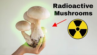 Chernobyl Nuclear Fallout Is Still In Our Food [upl. by Licht]