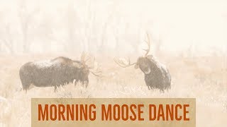 A Beautiful Moose Dance  Wildlife Photography in the Tetons [upl. by Aihc]