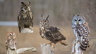 Barred Owl Eurasian Eagle Owl Red Eastern Screech owl amp Great horned owl  facts differences [upl. by Friederike959]