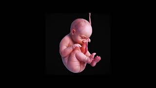 fetal growth in mother womb facts pregancy baby fetalmovement pregnancy pregnant pregenency [upl. by Otrebilif]