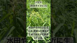 タイヌビエ ノビエ 植物 擬態 Echinochloaoryzoides 生存戦略 [upl. by Atirys]