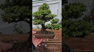 Cryptomeria japonica Shohin bonsai shohinbonsai shohin [upl. by Euginimod]