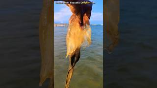 saved most venomous compass jellyfish life returned to their sea jellyfish saving shorts [upl. by Asoj613]