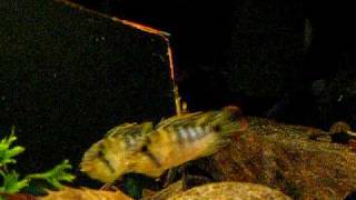 Apistogramma baenschi aggressive behaviour [upl. by Aloisius]