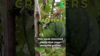 Types of plants Types of plants for gardeners  Herbs Shrubs Trees Creepers Climbers [upl. by Persian]