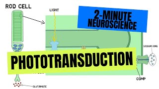 2Minute Neuroscience Phototransduction [upl. by Eeluj384]