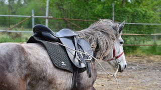 Thessalian horses living in Greece [upl. by Schreibe]