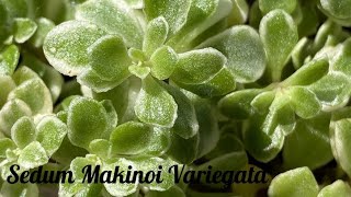 Sedum Makinoi Variegata斑入りマルバマンネングサFukuirimarubamannengusa [upl. by Krell]