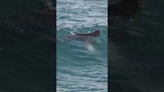 Shorts A Pair Of Endangered Hawaiian Monk Seals Playing In The Surf Off Maui Hawaii [upl. by Idnahs]