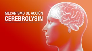 Mecanismo de acción de Cerebrolysin [upl. by Nedyah]