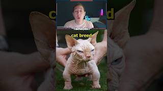 New Experimental Cat Breed XL Bully Cat [upl. by Kuhn]