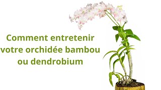 Comment entretenir votre orchidée bambou ou dendrobium [upl. by Bertero16]