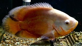 Albino Oscar Cichlid [upl. by Milla]