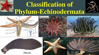 Classification of Echinodermata  Echinodermata Classification  Class Asteroidea [upl. by Sivahc]