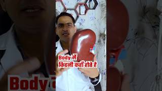 इंसान के शरीर में किड़नी कहाँ होती है । Kidney Location in Human Body viral shorts [upl. by Tilford266]