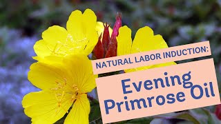 Natural Labor Induction Series Evidence on Evening Primrose Oil [upl. by Asiole195]