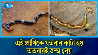 ছোট্ট কিন্তু অথচ শক্তিশালী প্রাণ যতবার কাটে ততবার জন্মে  Hammerhead worms  Rtv News [upl. by Lemraj]